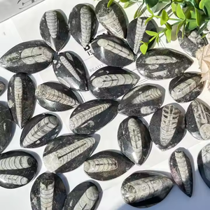 Venta al por mayor de fósiles de trilobites naturales de alta calidad con hermosos patrones de espécimen curativo para la decoración de la habitación - Product Image 6