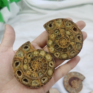 Atacado Metade Corte De Amonita Espécime Fóssil Madagascar Par Fóssil Cura Cristais Amonita Para Presentes