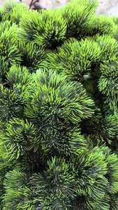 2024 yeni özelleştirmek 3m yükseklik özelleştirmek peyzaj kapalı ağaç yapay selvi çam bonsai ağacı - Product Image 3