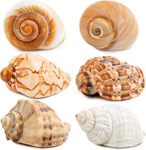6PCS Large Hermit Crab <strong>Shells</strong> Natural Sea Conch Size 3&quot; - 3.5&quot; Opening Size 1.5&quot; - 2.5&quot; Turbo Seashells - Product Image 1