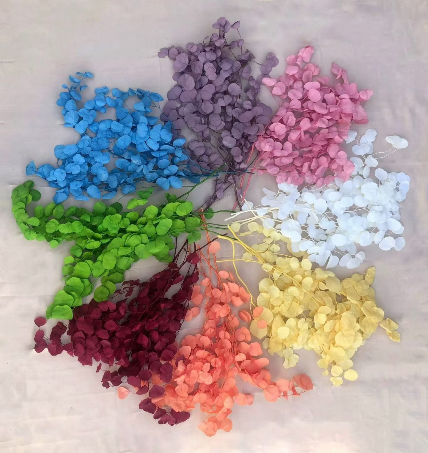 BG006-eucalyptus