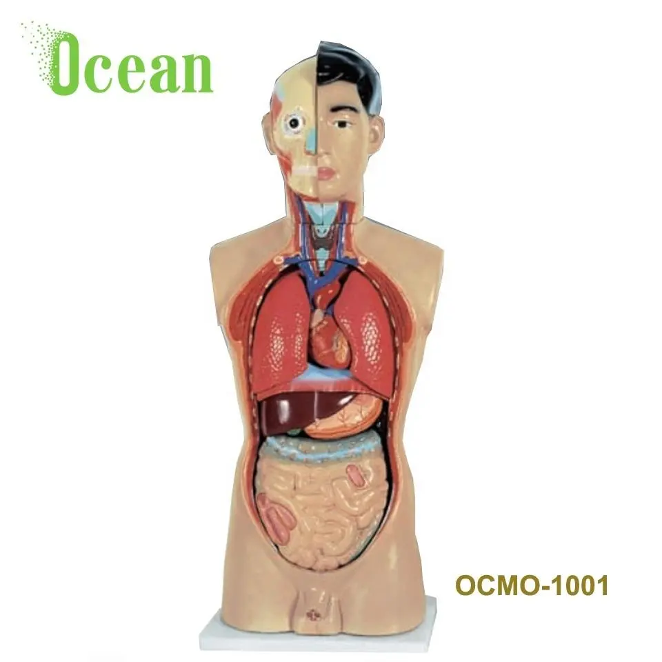 Human Anatomical Torso Model of 85cm human body anatomy model