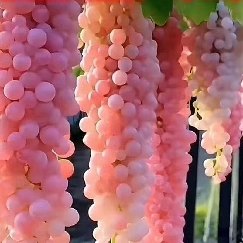 14# Fruits roses