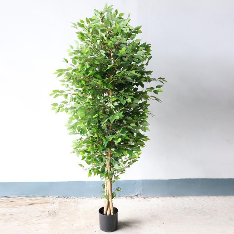 Pot en plastique Ficus 2,1M