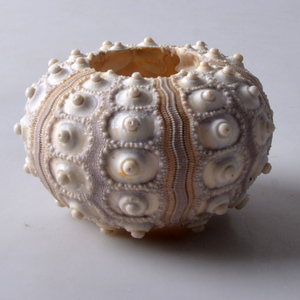 Tự Nhiên Biển Nhím Vỏ Bình Tinh Tế Độc Đáo Dứa Thiết Kế Cổ Điển Trong Nhà Và Ngoài Trời Nhà Máy Nồi Thanh Lịch Món Quà Cưới Ý Tưởng - Product Image 2