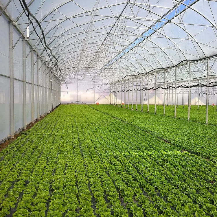 Grandi piante che crescono ad alto Tunnel Multi Span capannone di plastica Film serra multitunnel serre Multi-span per l'agricoltura