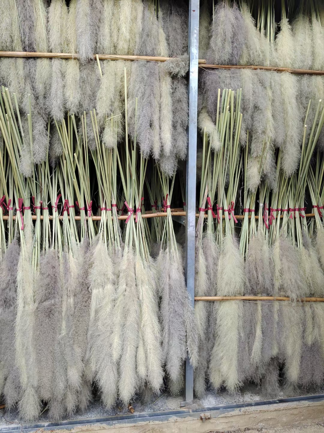 1 PCS 70cm + penacho gris Pampas