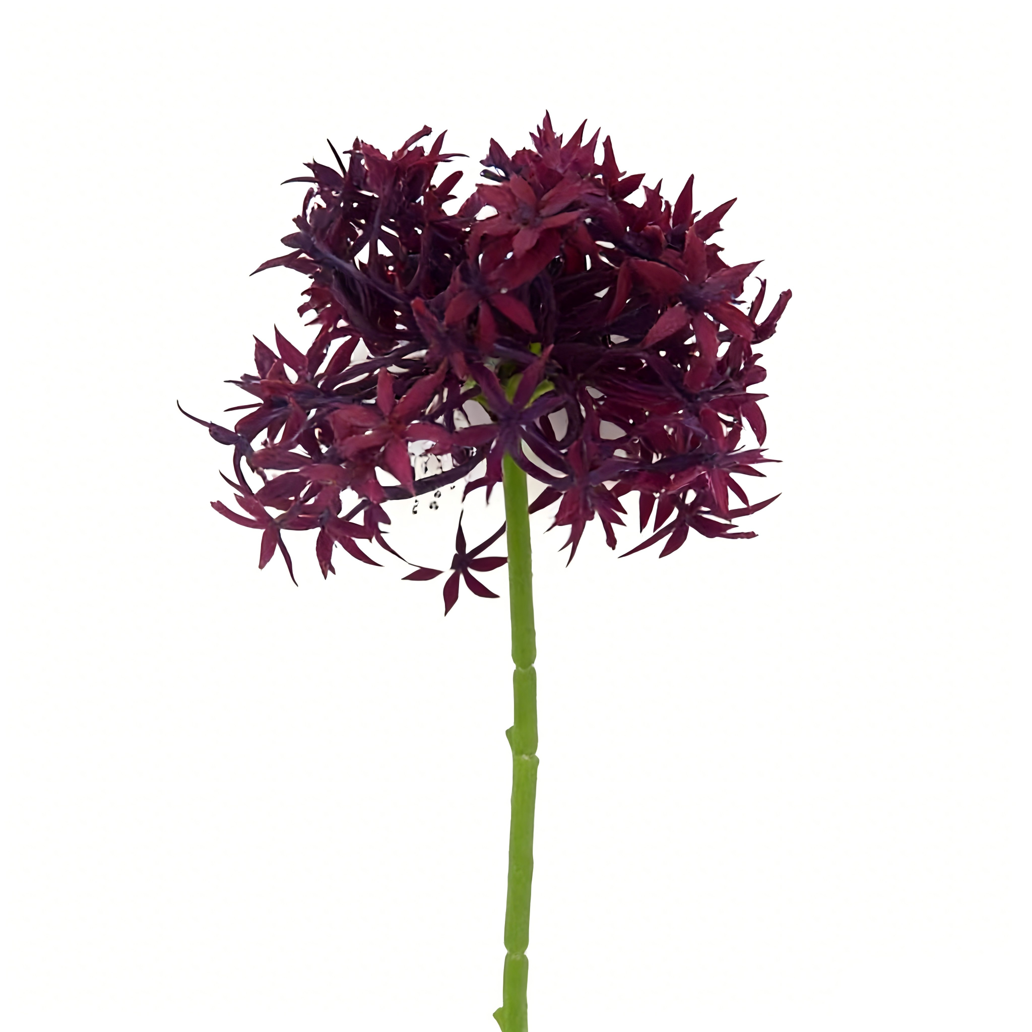 Pourpre