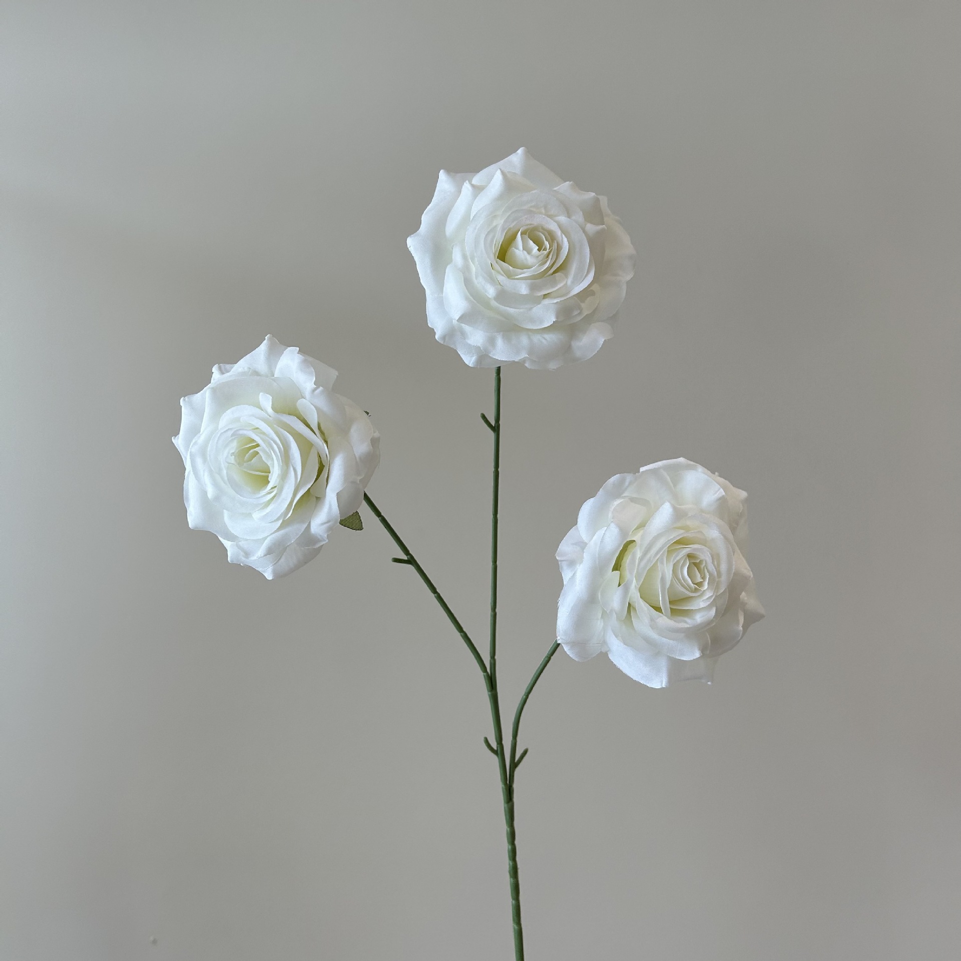 rosa bianca