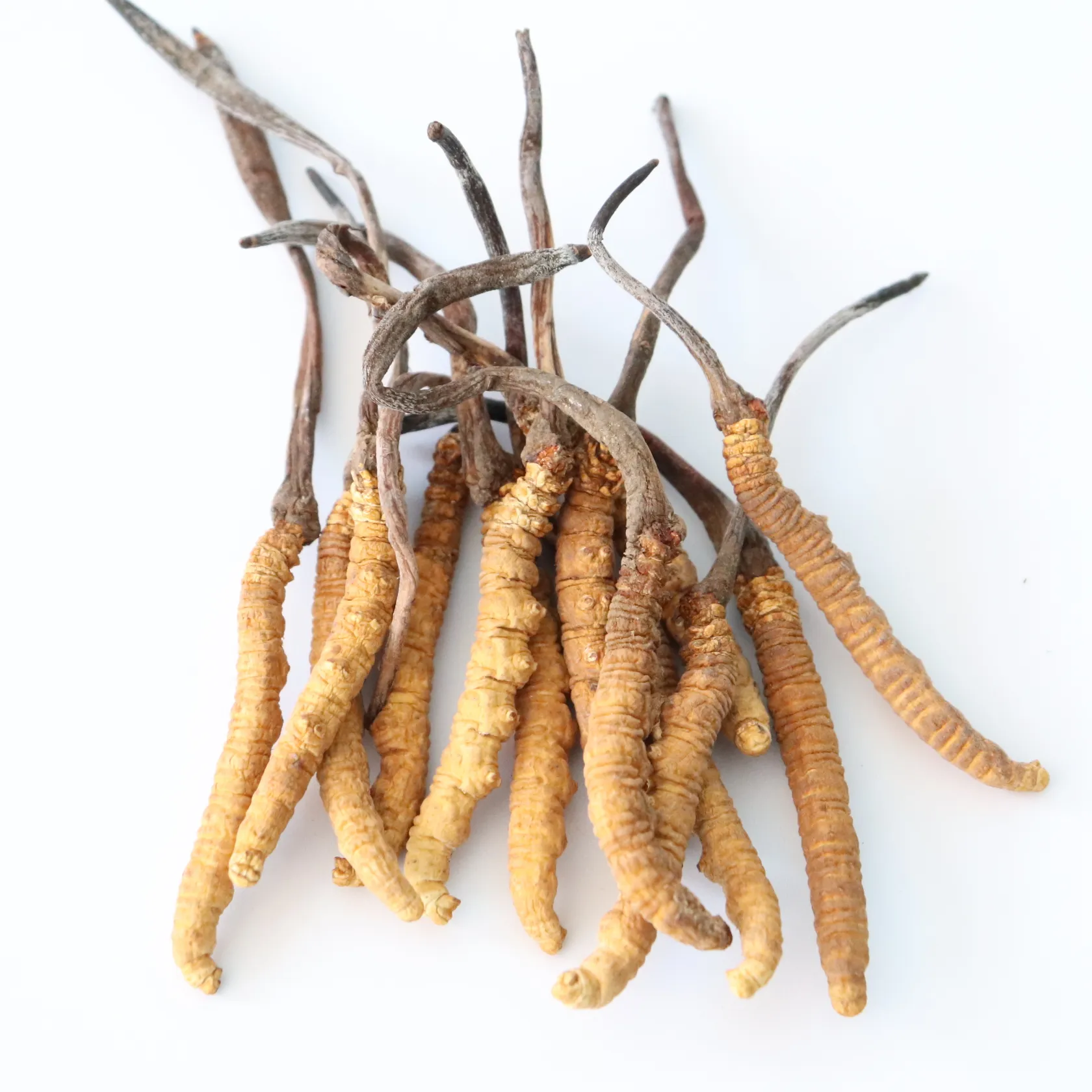 Cordyceps-flores liofilizadas, Cordyceps, militaris, cordiceps, cordyceps, sinensis