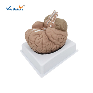 Modello anatomico di anatomico del cervello di 2 parti modello anatomico del cervello di base del cervello