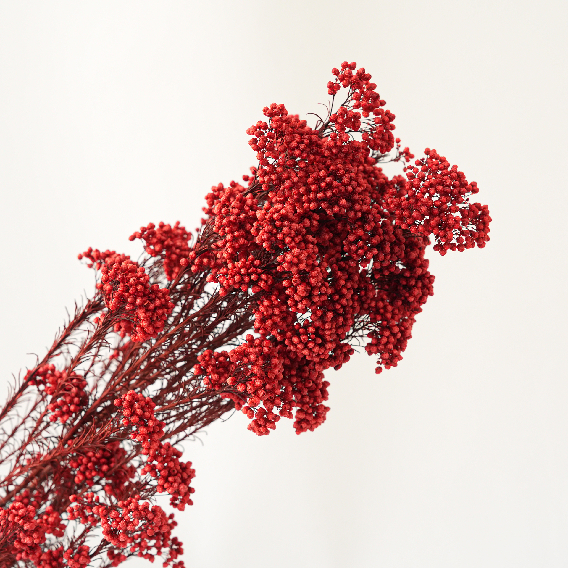 Red-85g