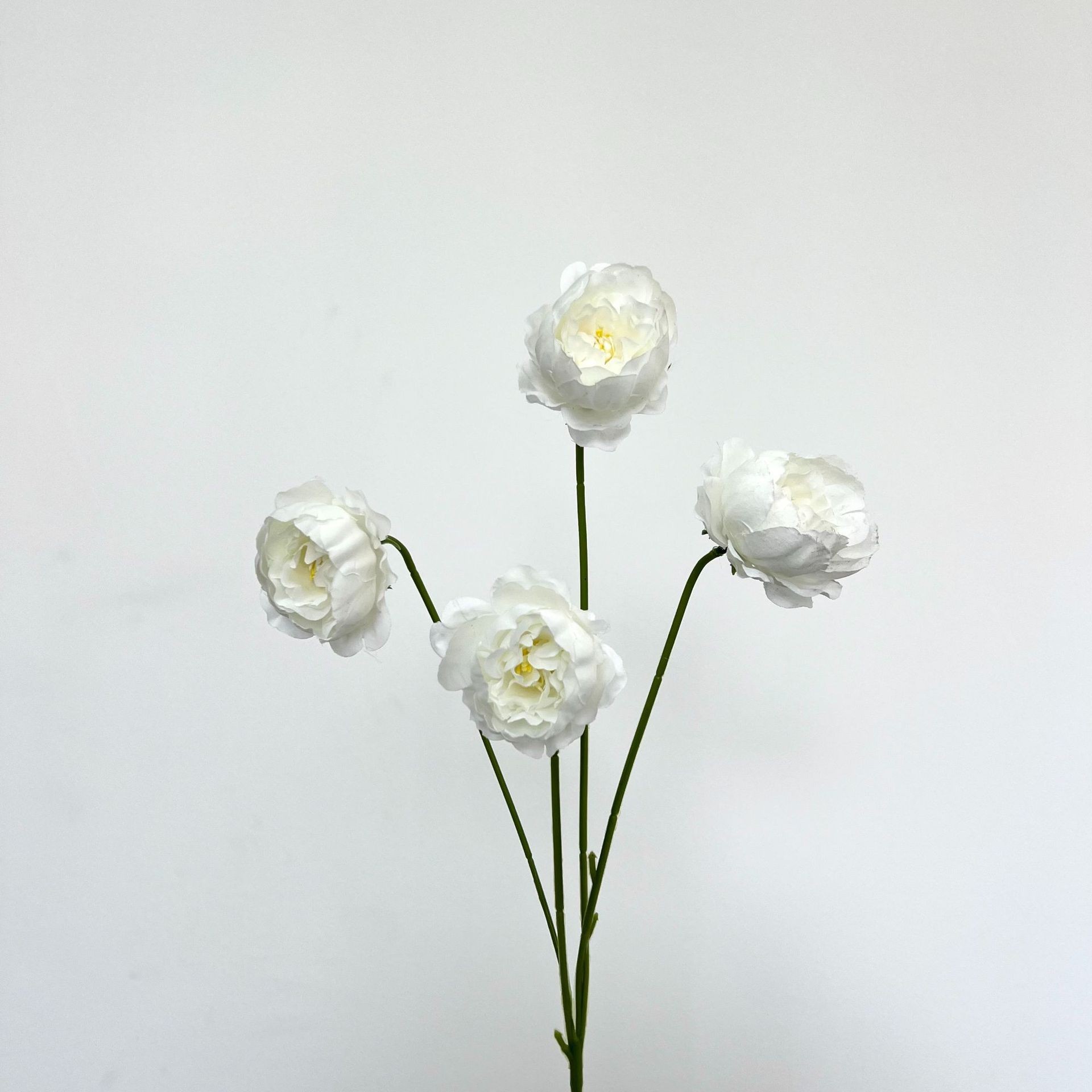 Petite pivoine exquise blanche à 4 têtes