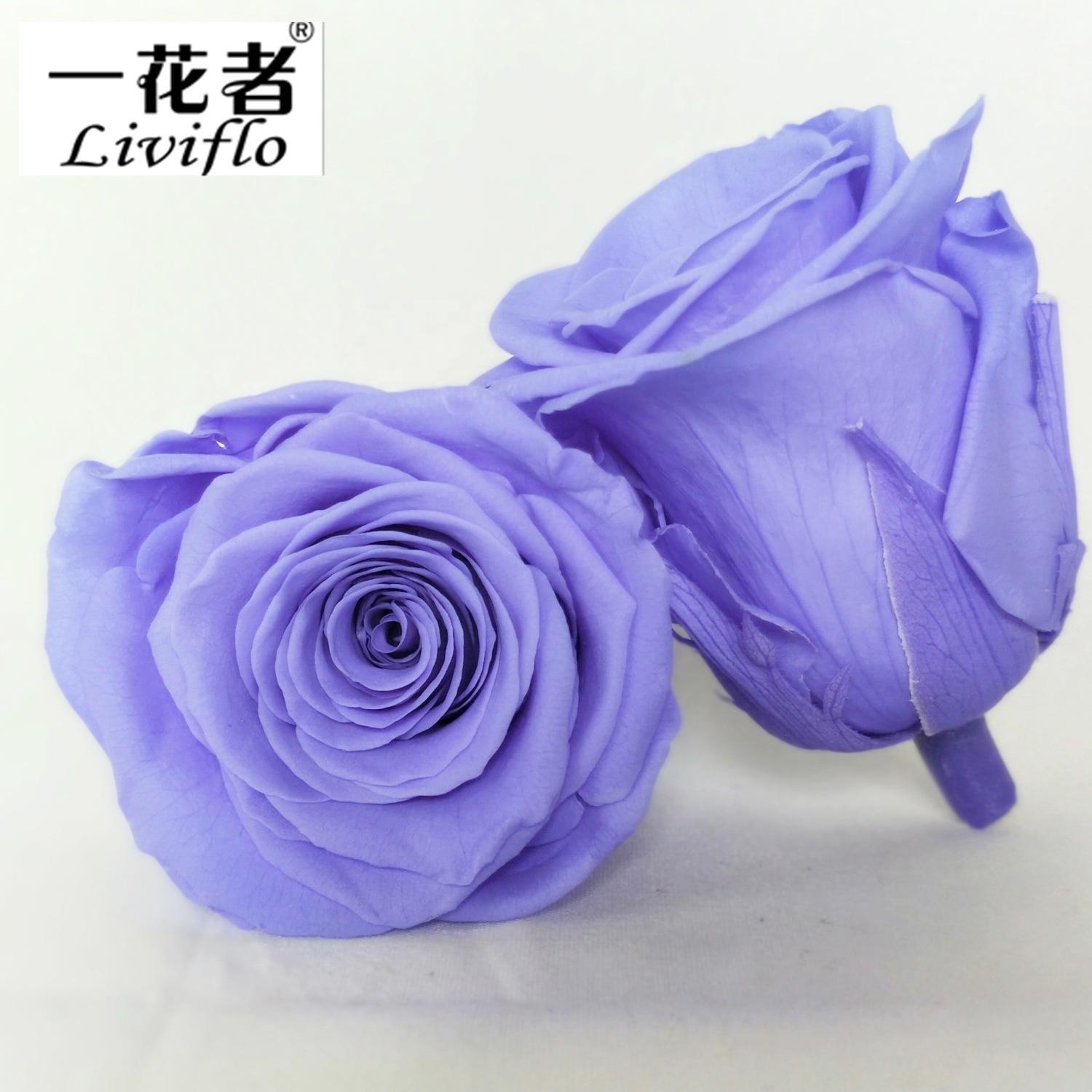 violeta