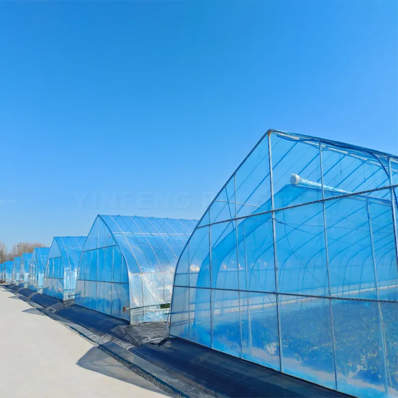 5 Years Economy greenhouse film anti moist greenhouses plastic high Strength plastic tunnel greenhouse for sale