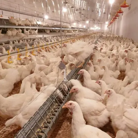 Equipamento automático para criação de frangos, alimentador doméstico, sistema de piso para criação de frangos, aves, máquinas para fazenda de frango