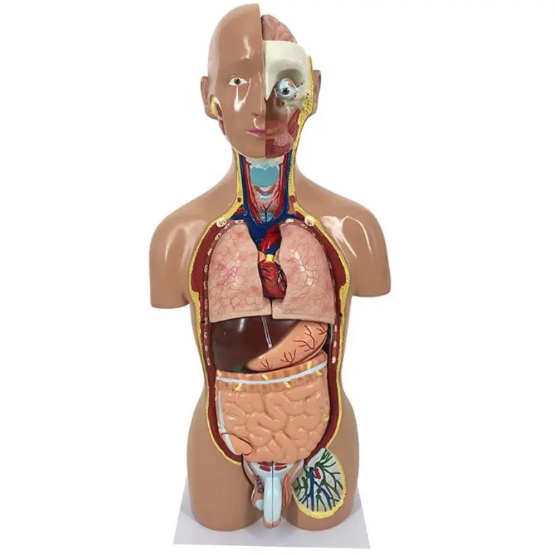 YA/T023 torso maschile da 45cm 15 parti anatomia umana modello di torso posteriore aperto di lusso