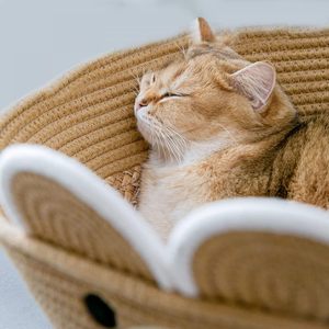 El yapımı doğal Rattan kedi yatak yavru soğutma ve güzel beşik için çıkarılabilir yastık ve baskılı desen - Product Image 4