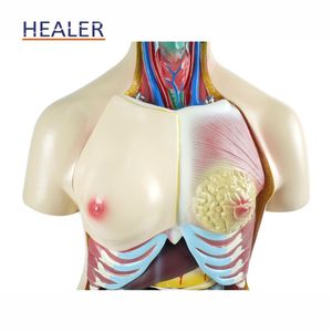 Anatomical <strong>Human</strong> Body Torso Model Half Body Manikin Organ Teaching Model for Medical Science PVC Plastic for Schools - Product Image 5