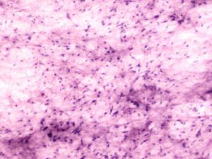 Producción de fábrica portaobjetos de microscopio portaobjetos preparados en histología serie de asignaturas enseñanza portaobjetos preparados 12 piezas conjunto - Product Image 6