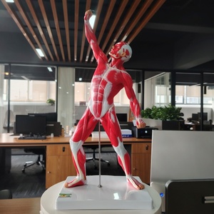 DARHMMY Medical Science Male <strong>Human</strong> Muscle Anatomical Model 50CM With <strong>1</strong> Part for Teaching - Product Image 2