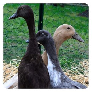 Penne a lunga durata a buon mercato per voliera Gamefowl Quail Chicken Bird Block Net - Product Image 4