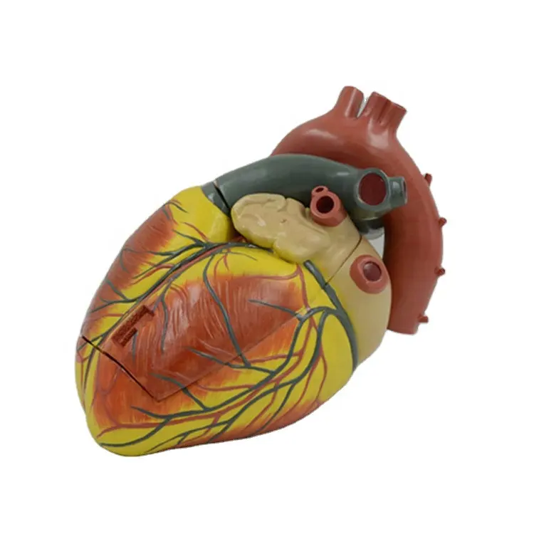 Modelo de coração humano anatômico aumentado 3 peças