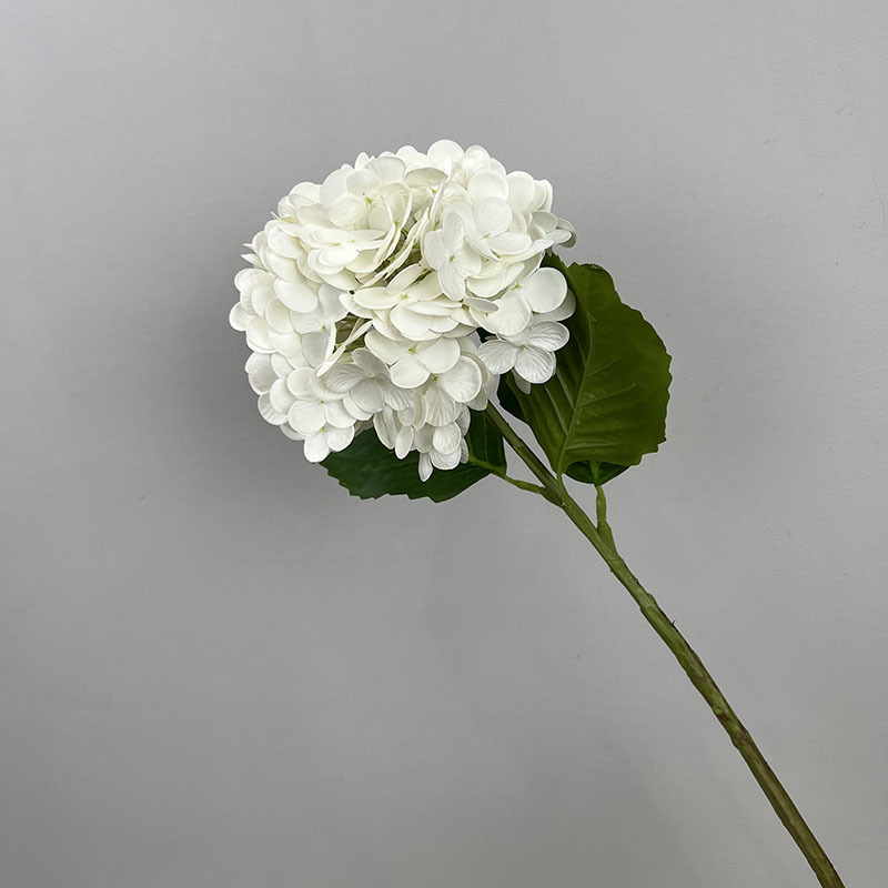 Hortensia de película blanca 182