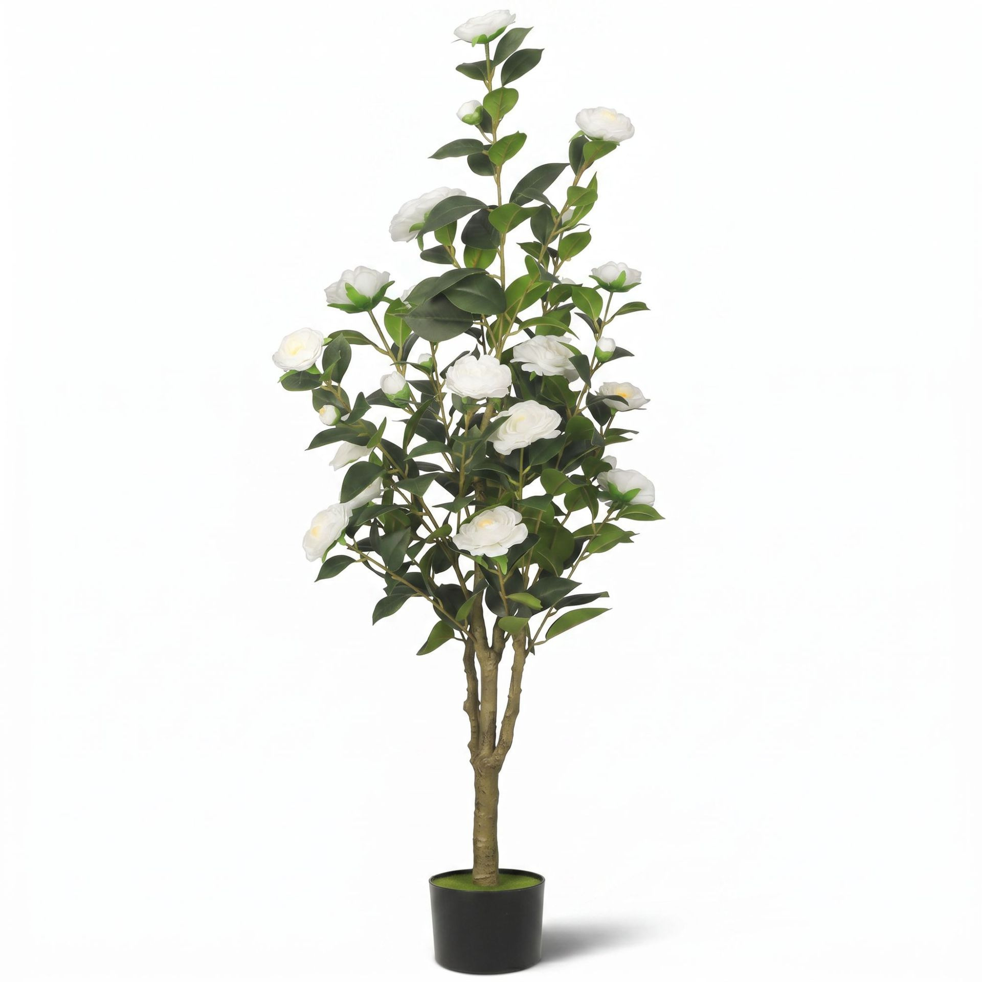 albero di camelia bianco 2