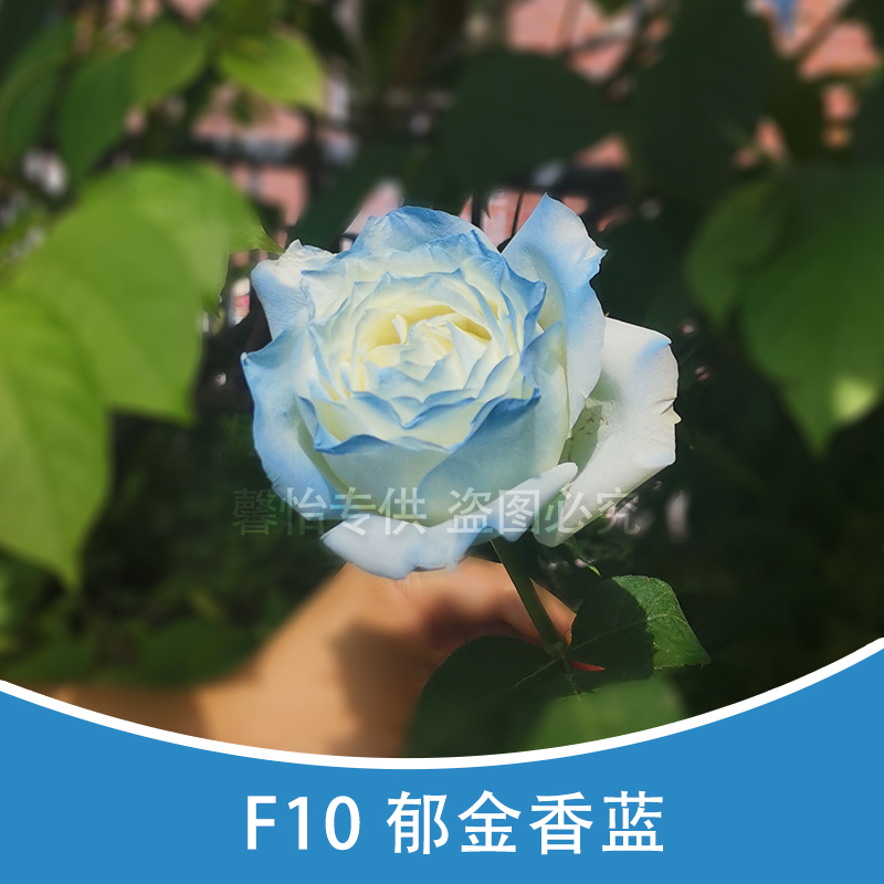 F10 light blue