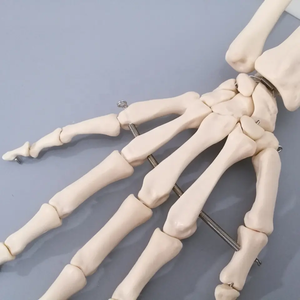 Yapay yaşam boyutu insan el eklem modeli öğretim anatomik el eklem Custom Made PVC el iskelet modeli - Product Image 4
