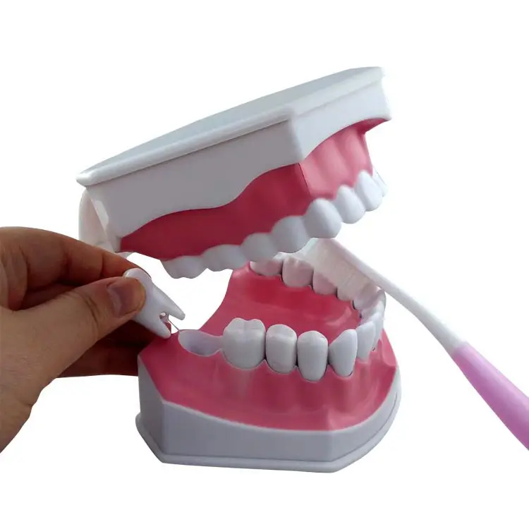 Modelo de cuidados dentes da escola da medicina, modelo dental de cuidados com os dentes