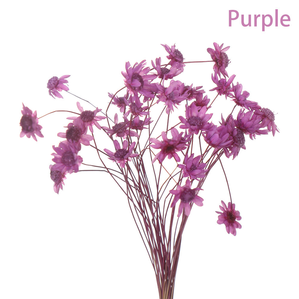 Viola (viola rosato)