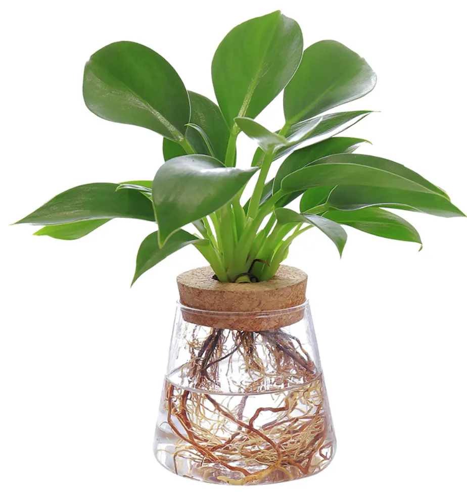 Vase en verre pour plantation, pot en verre avec couvercle en bois