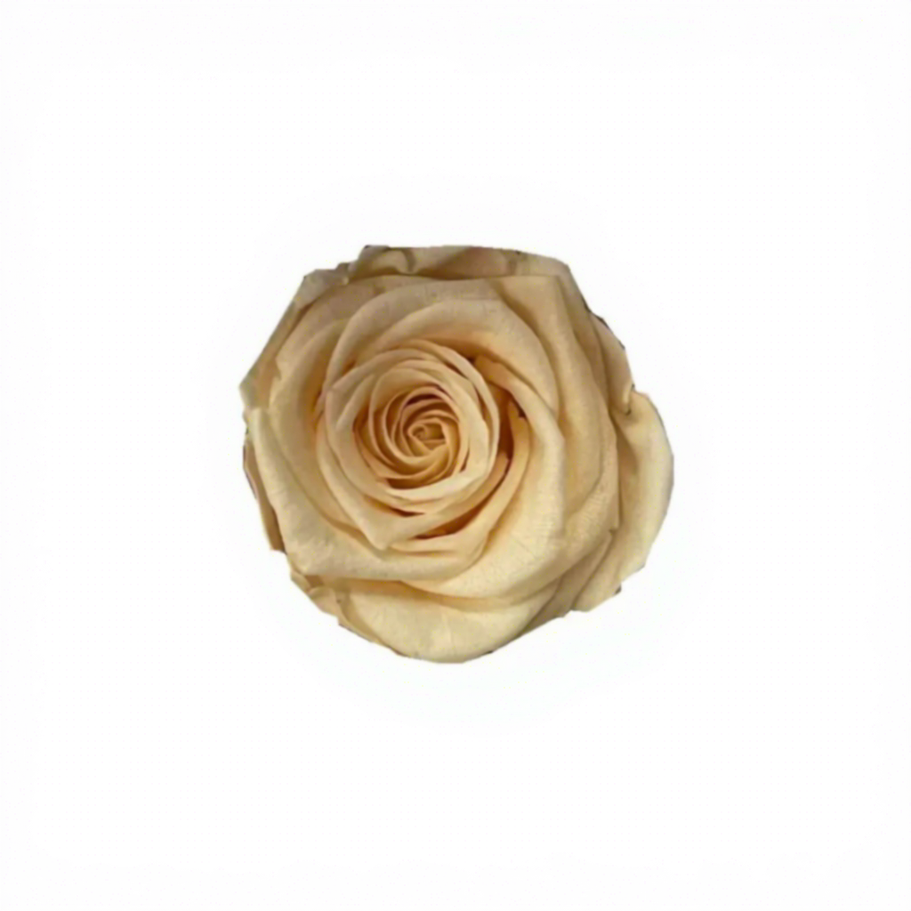 Champagne Giallo Grado B