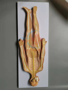 HC-S234 Medical Science <strong>Human</strong> Nervous System Model - Product Image 3
