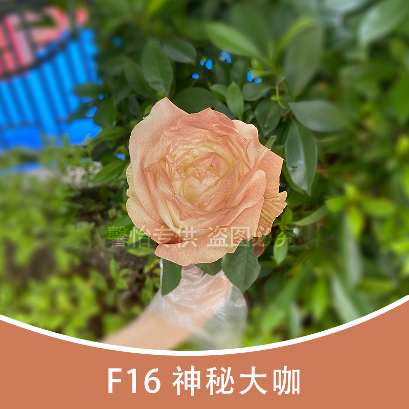 F16 Shallow coffee