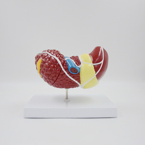 Tıbbi bilim insan organlarının karaciğer hasarı anatomik modeli karaciğer renk ayırma modeli tıbbi öğretim yardım modeli - Product Image 2