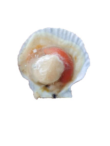 新鮮冷凍ホタテ貝売れ筋シーフード貝肉ふっくら高品質の貝卸売半殻ホタテ貝 - Product Image 5