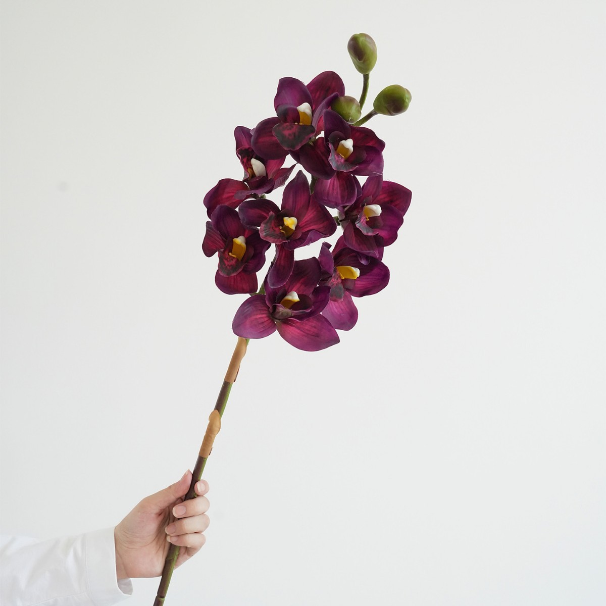 Pourpre