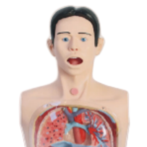 Ada โมเดลล้างท้องใสอเนกประสงค์สอนทางการแพทย์แบบจำลองล้างท้องโปร่งใส - Product Image 3