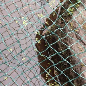 Rete agritulturale per alberi da frutto rete per uccelli in Nylon trasparente per nebbia di uccelli hdpe - Product Image 3