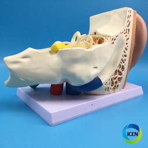IN-M4 tıbbi bilim kaliteli insan anatomisi modeli dış orta iç kulak ile 1.5 kez insan kulağı vitrin modeli - Product Image 4