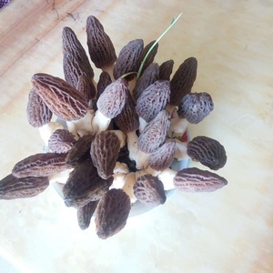 Detan New Season New colture Fresh Wild Morchella Conica <span class=keywords><strong>Morel</strong></span> funghi - Product Image 4