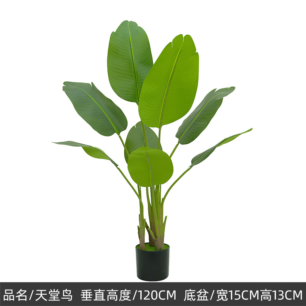 Plantes vertes 10