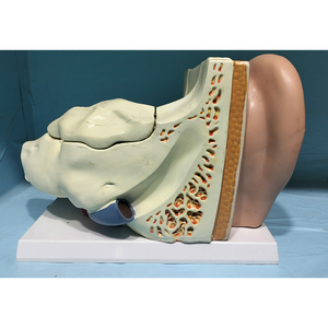 İnsan kemiklerinin anatomik modeli kulak anatomik modelini 5 kez büyütür - Product Image 5