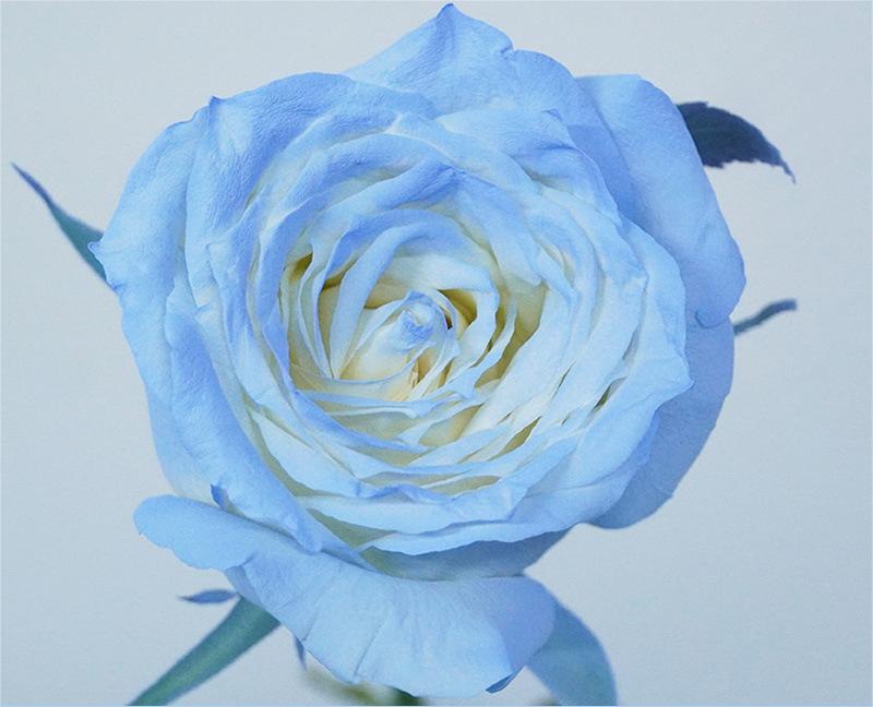 9-Crushed Ice Blue 450ml