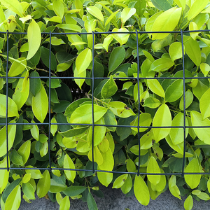 Durable and Corrosion Resistant 4mm PVC Coated Welded Wire <strong>Mesh</strong> Screen for Fencing <strong>Trellis</strong> &amp; Gates in Rolls or Panels - Product Image 2