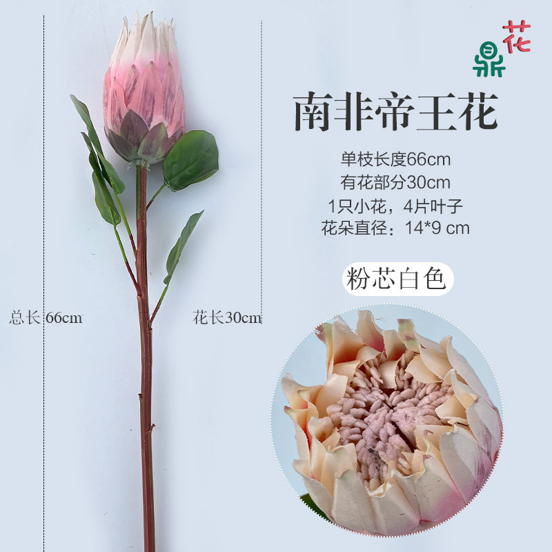 Protea King d'Afrique du Sud, centre rose, blanc