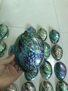 Натуральная полированная Морская ракушка, большая Радужная ракушка Пауа для украшения, в наличии - Product Image 5